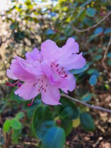 Annelies 04 - Rhododendron Flevopark